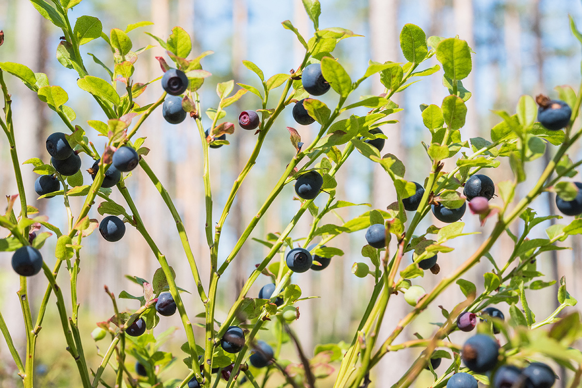 Blue Berry Picking Model